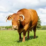 Dylewianka
