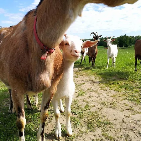 Dylewianka Agroturismo Wysoka Wieś