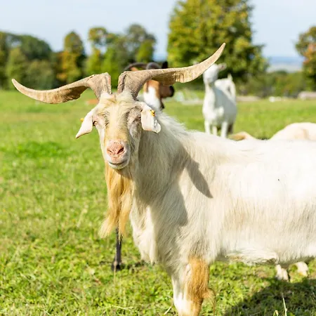 Agroturismo Dylewianka *