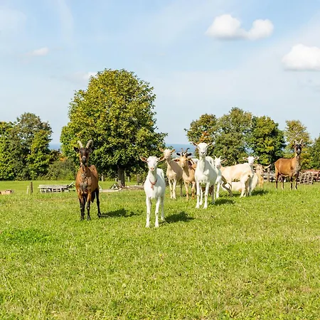 Dylewianka Wysoka Wieś