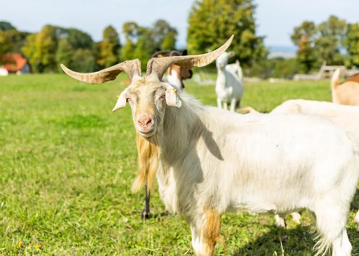 Farm stay Dylewianka *